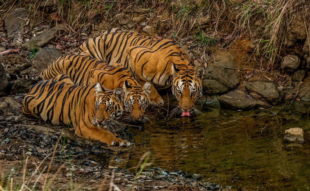 Family's Drink Party