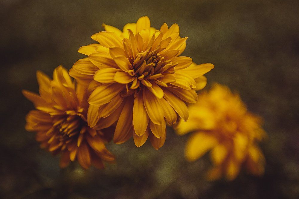 Rudbeckia yellow garden flower