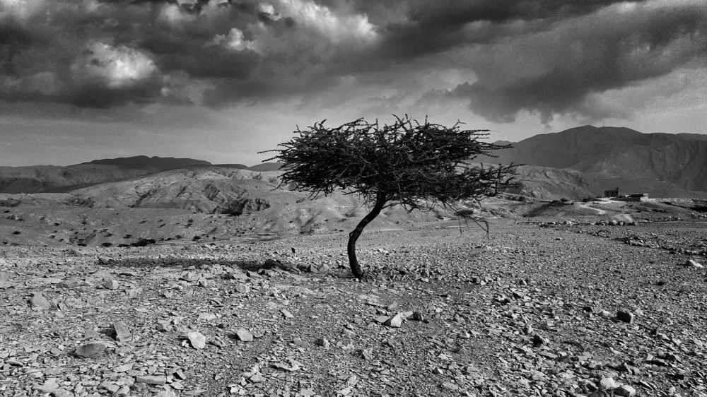 Single tree in the middle of arid mountains