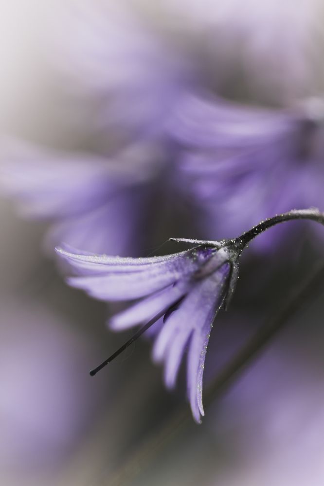 And the bells are ringing