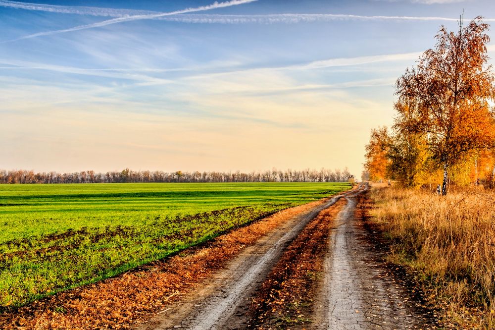 Поле после рассвета...