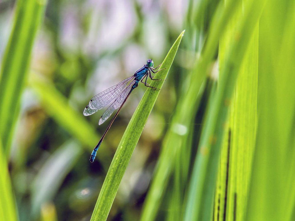 Утро со стрекозой у реки