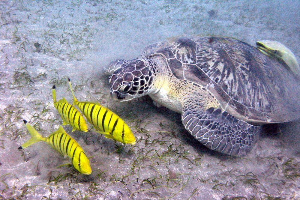 Фотография автора Степин Геннадий