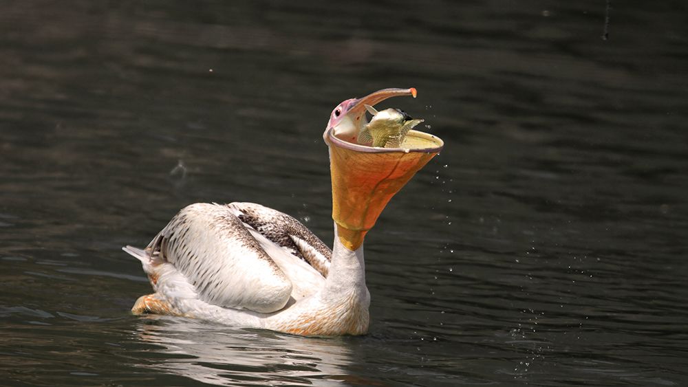 Беспокойный улов