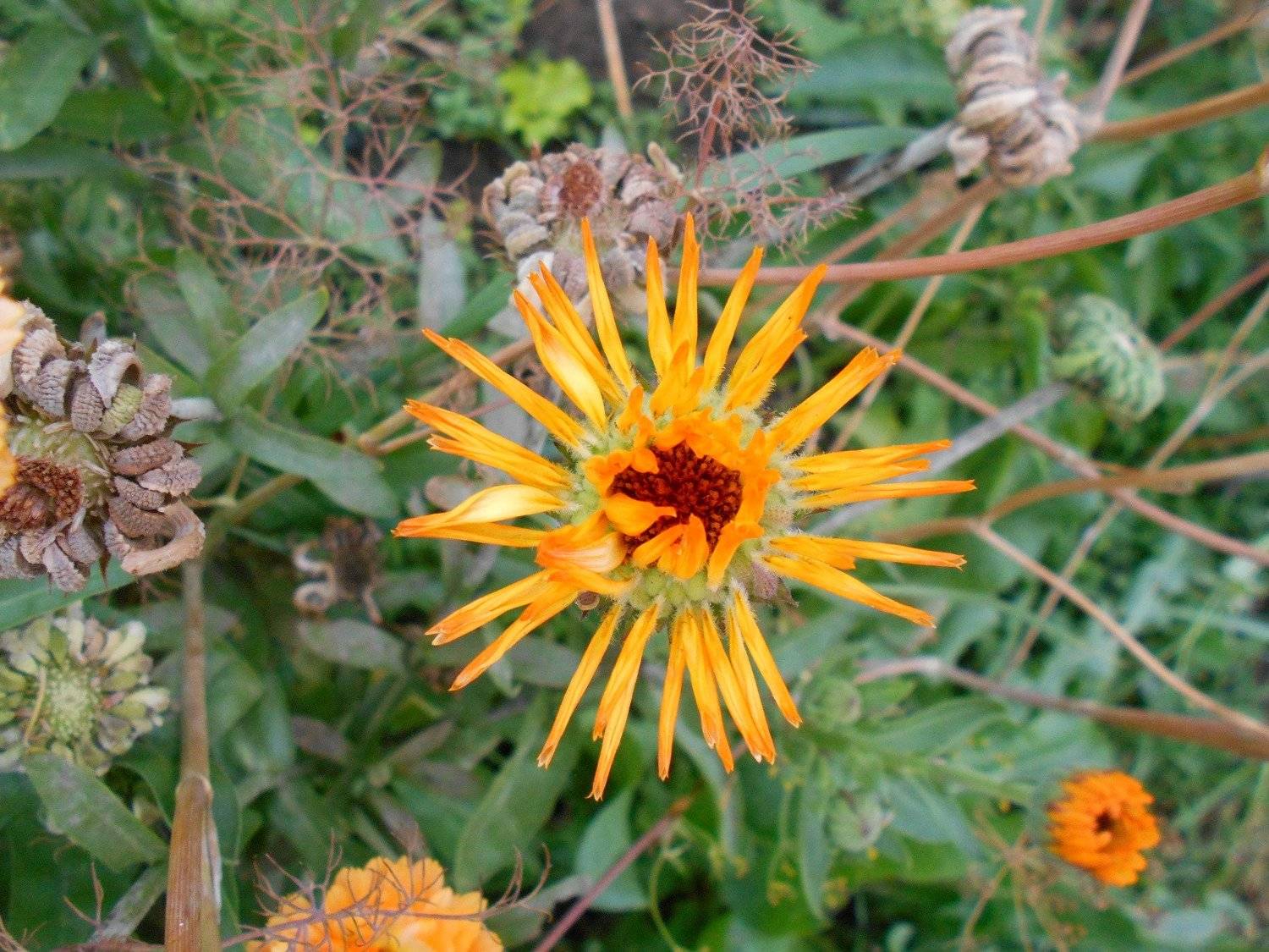 Yellow Flower