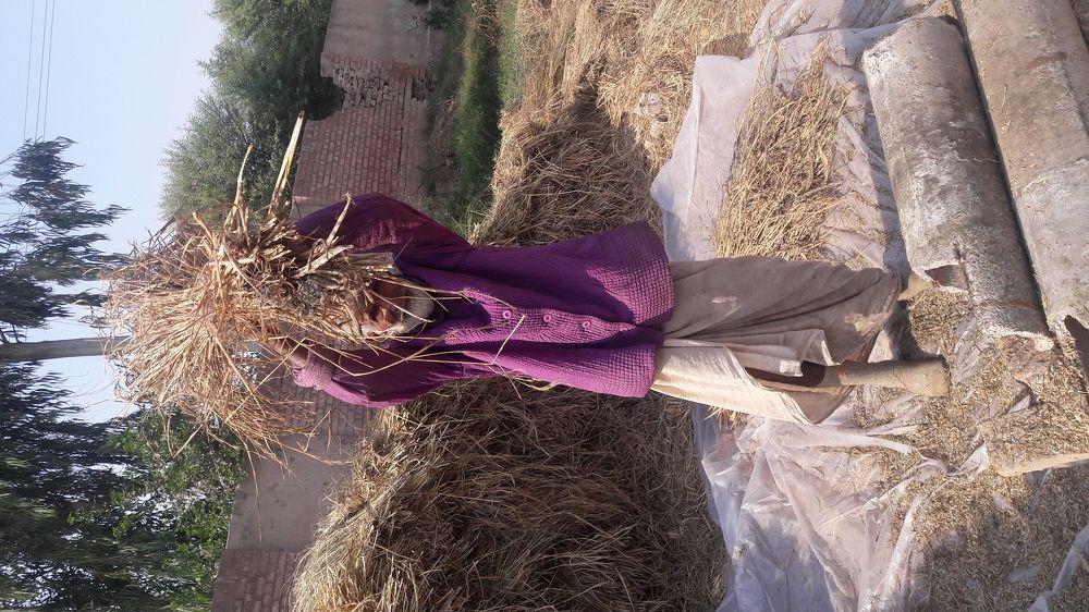 Rice Treshing