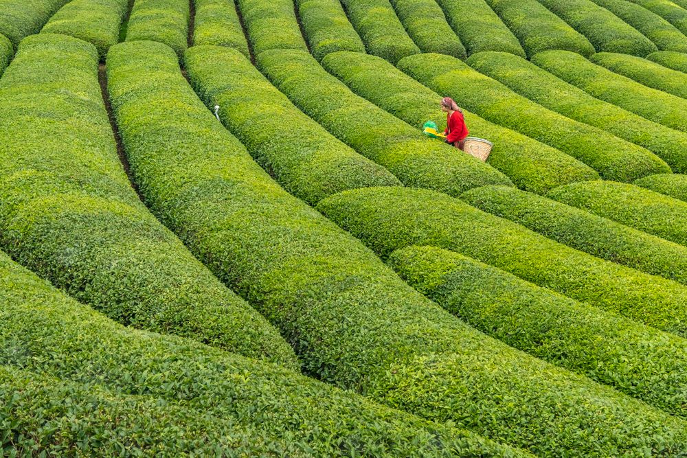 Tea garden
