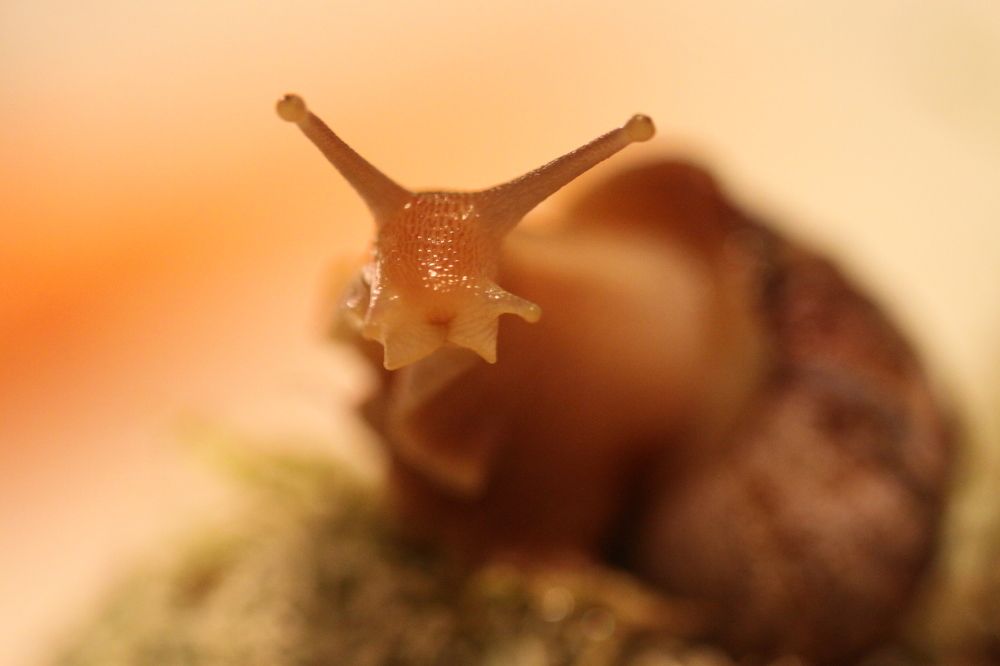 просто улитка