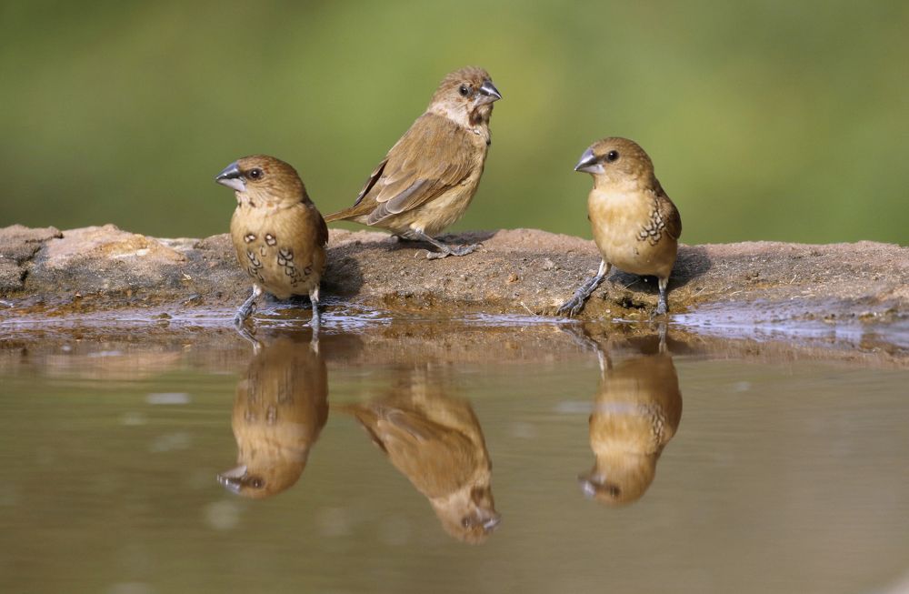 270 degree vigilence