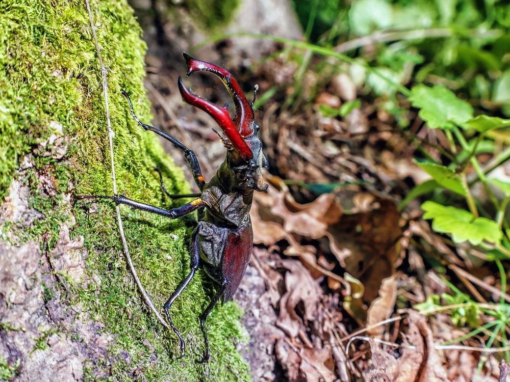 На стволе дуба..