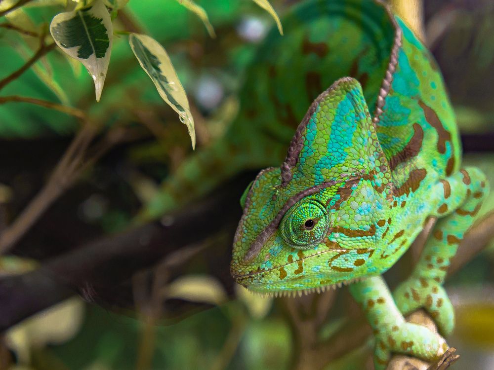 Что смотришь? Покорми!