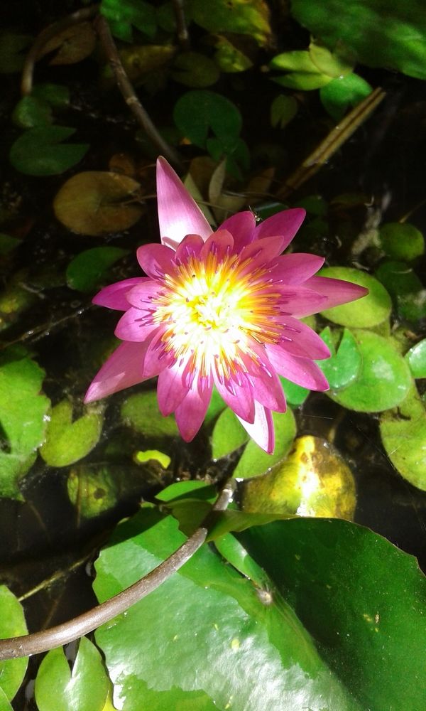 LOTUS