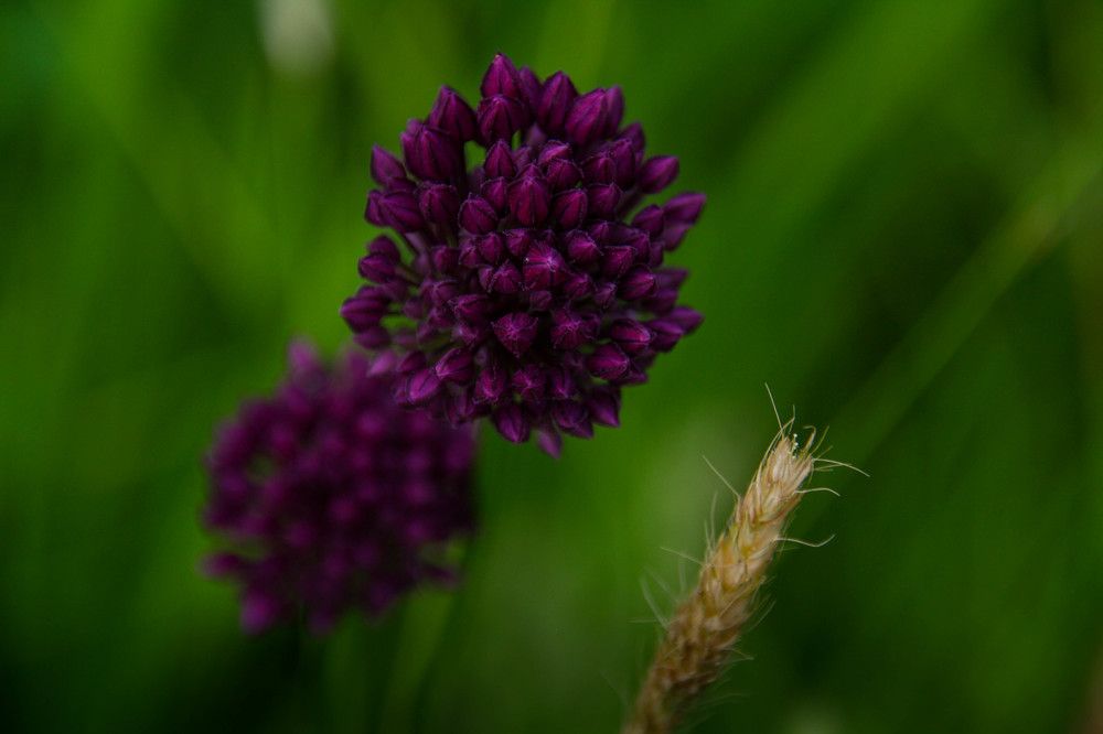 Создано природой