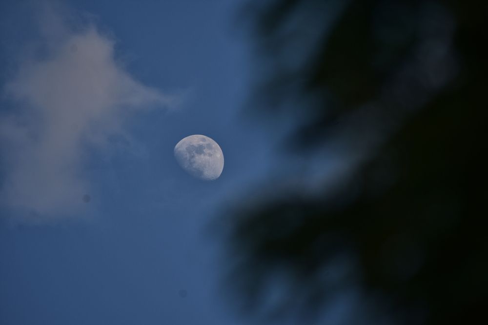Cloud V/S Tree : who will the moon choose ?