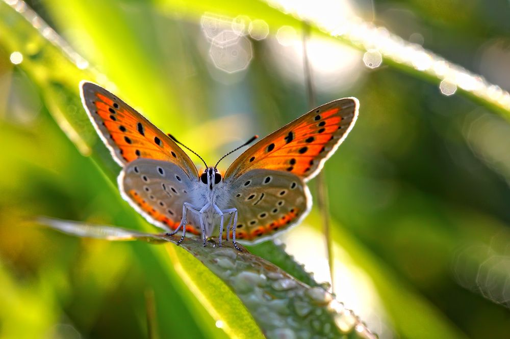 яркий наряд