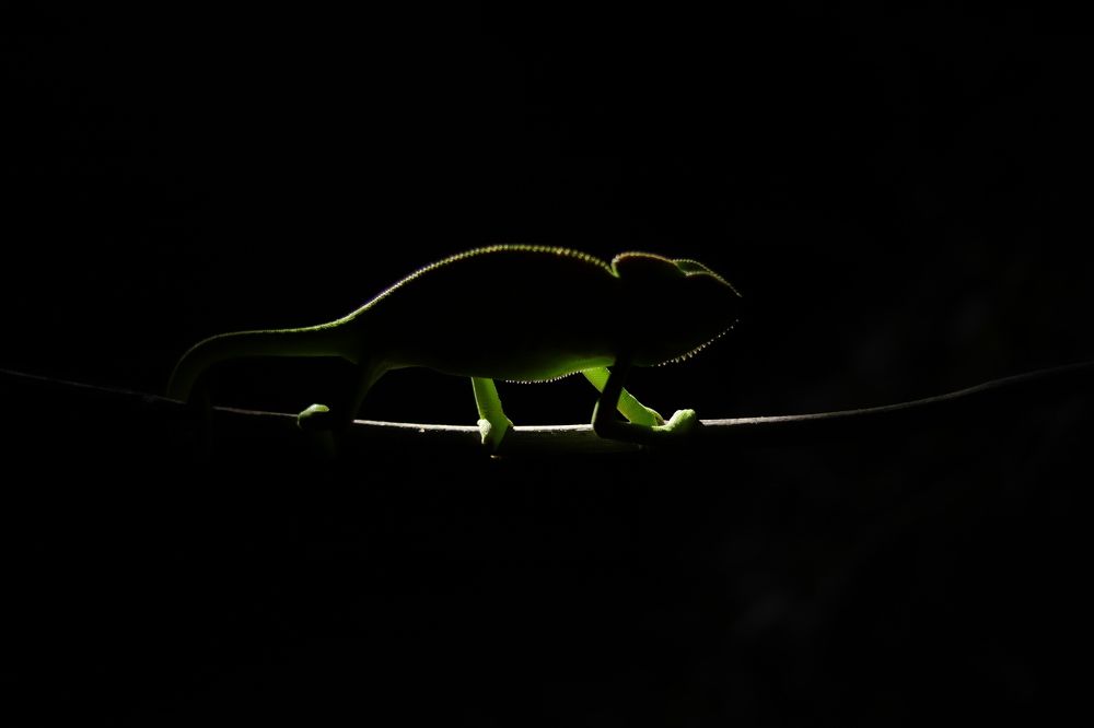 Indian chameleon