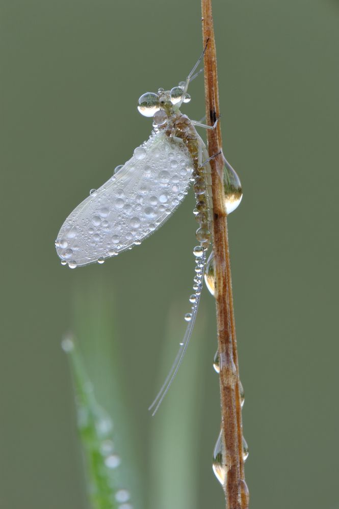 Лунная мелодия.