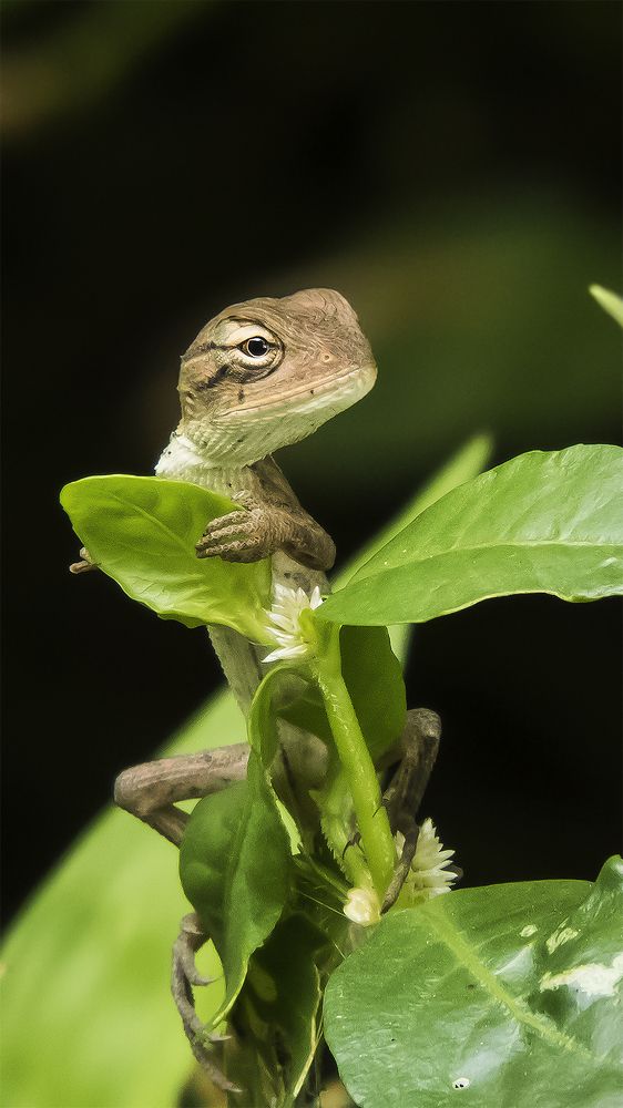 Garden Lizard