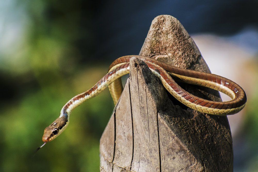 Bronzeback Tree Snake