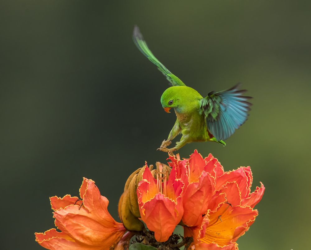 Vernal Hanging Parrot !!