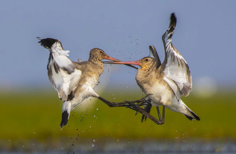 Black Tailed Godwit fight !!