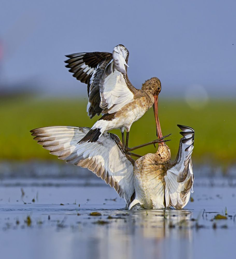 Black Tailed Godwit fight
