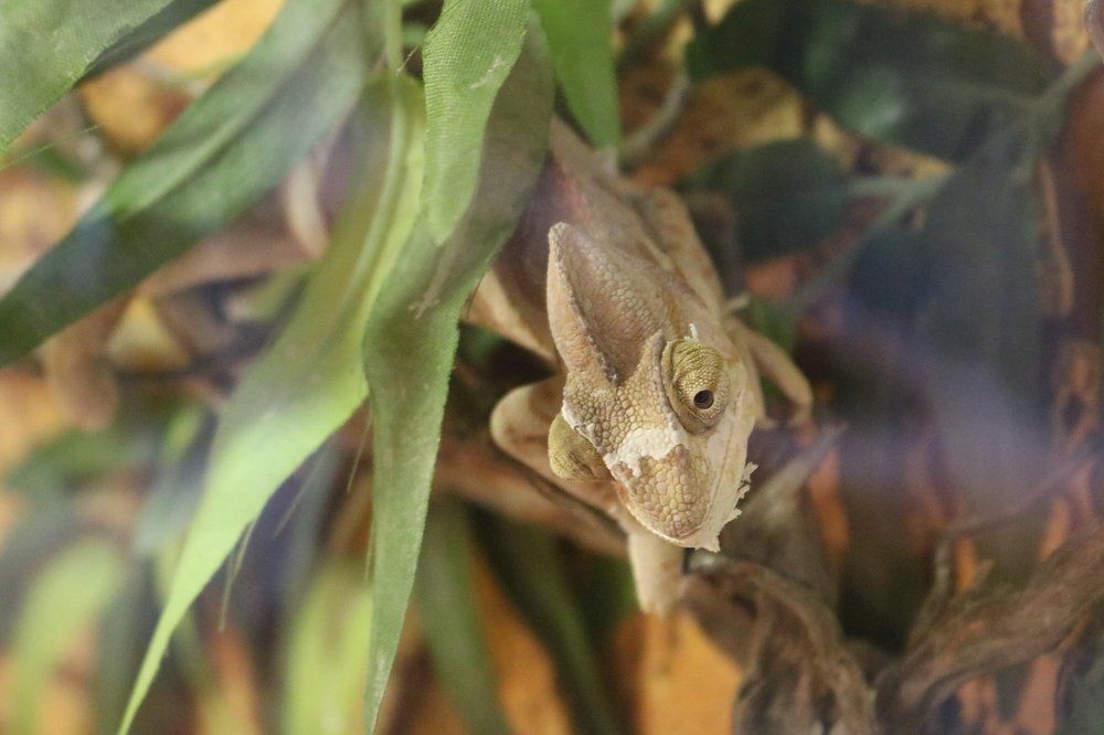 Меня не видно ?