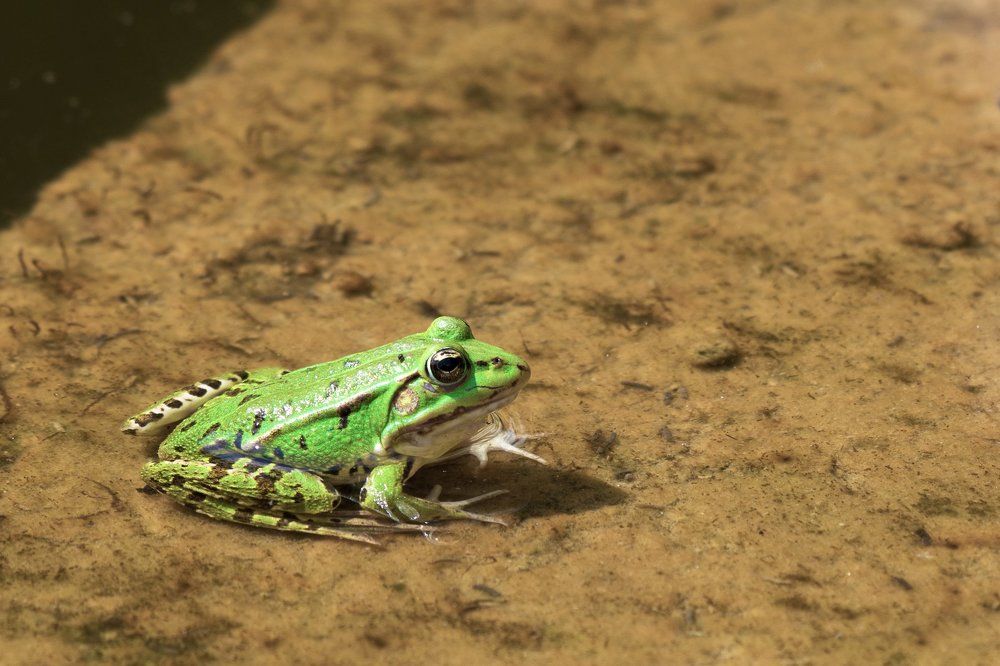 Green Frog