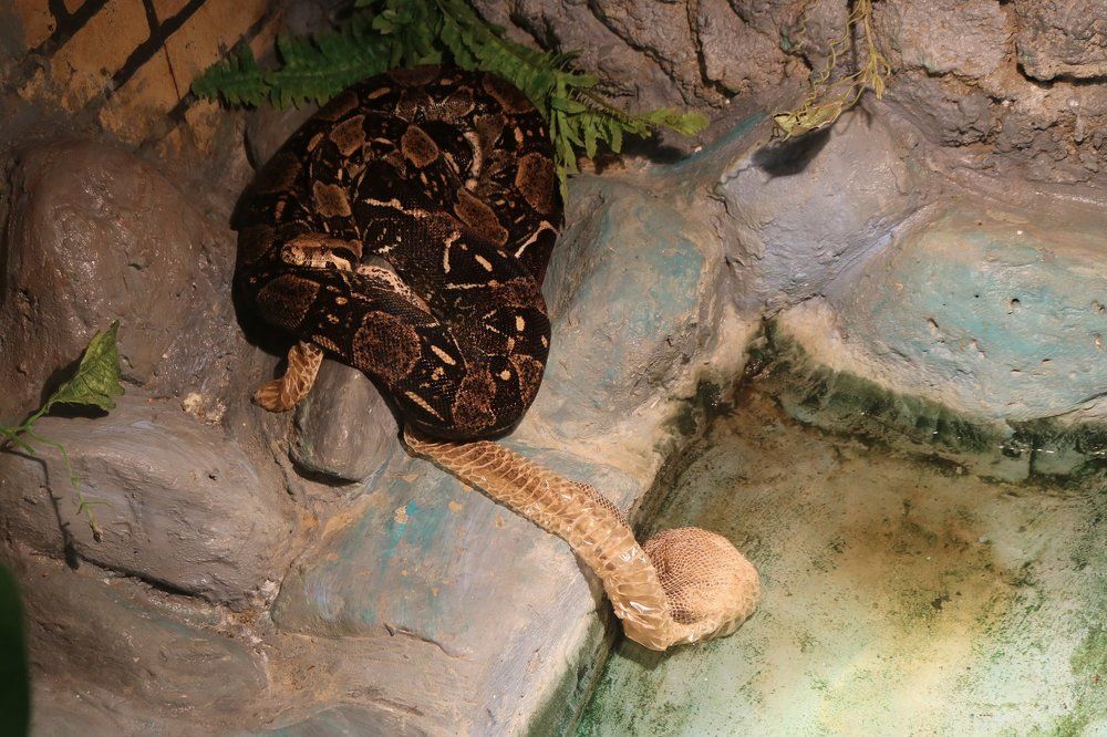 Обновленная