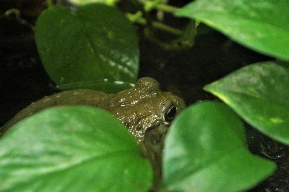 Hidden In The Leaves