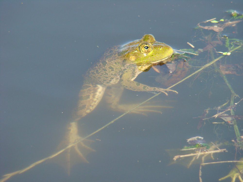 Иду я по канату