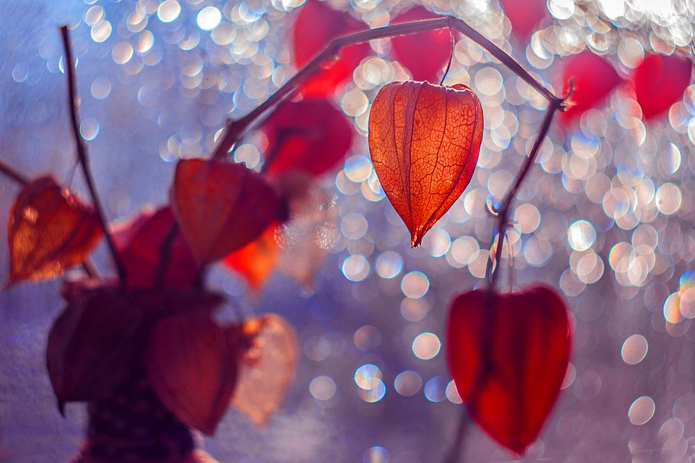 Про физалис.