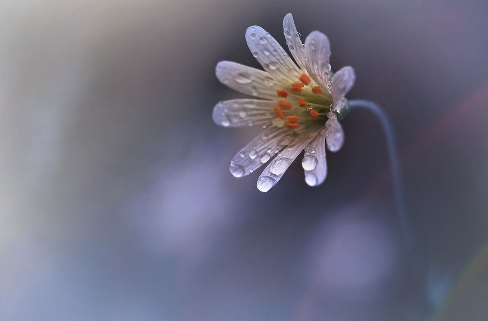 Зимние сны о лете...