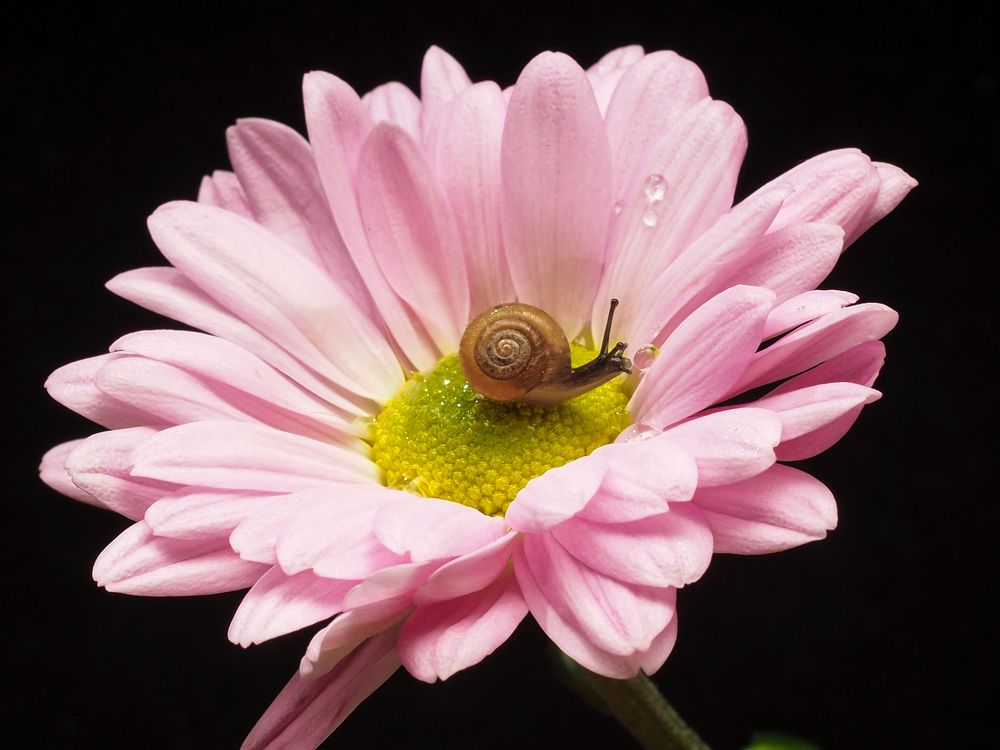 Маленький мир в маленьком цветке
