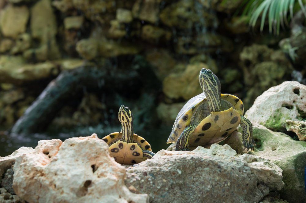 Весеннее солнышко