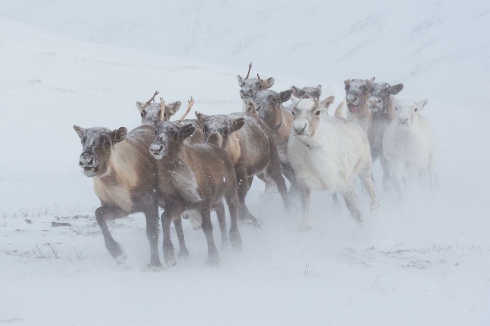 Зимний марафон