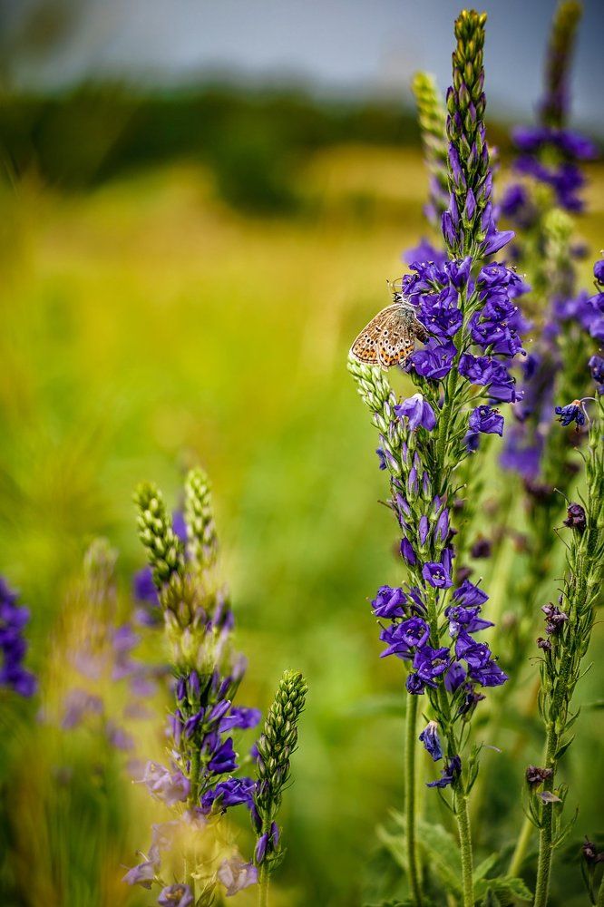 Летняя гармония