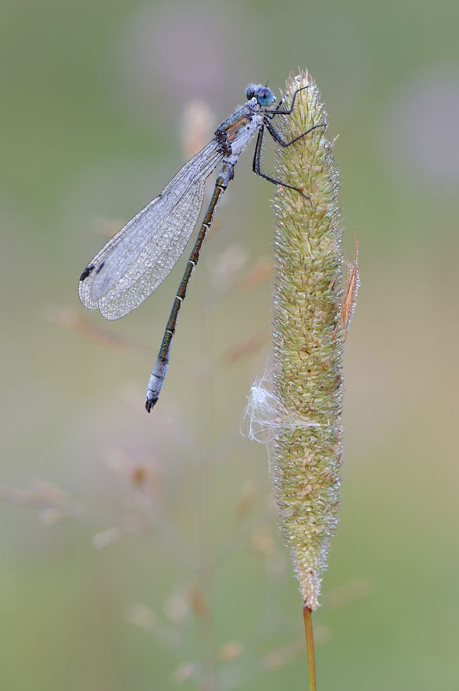 Утро в поле.