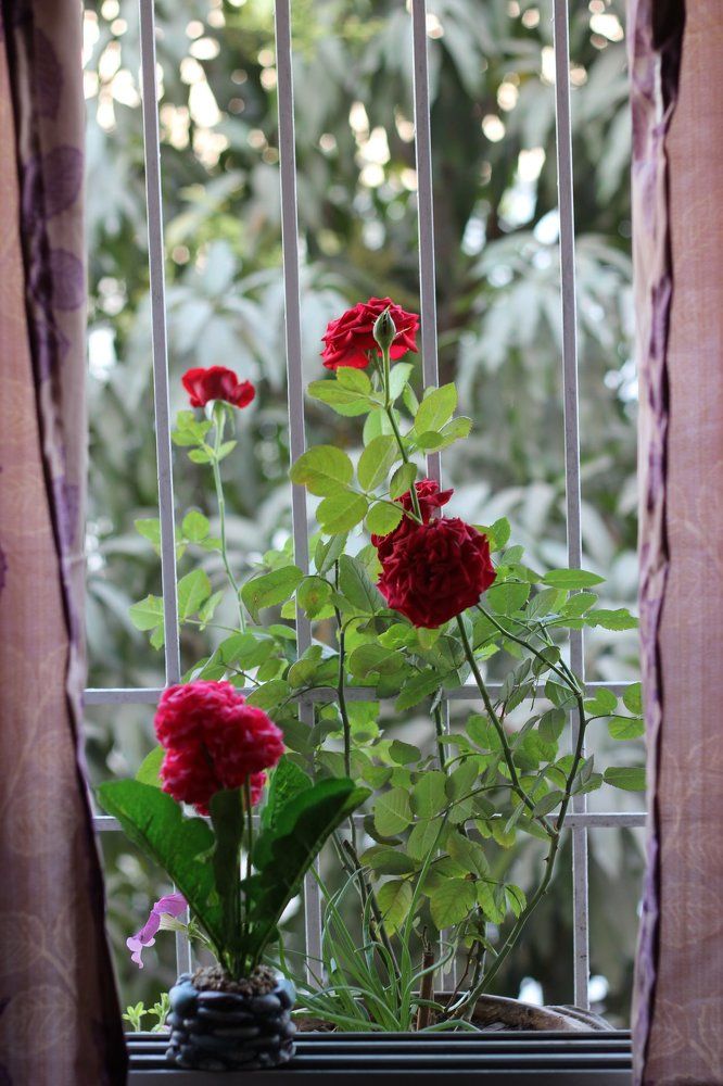 roses in window