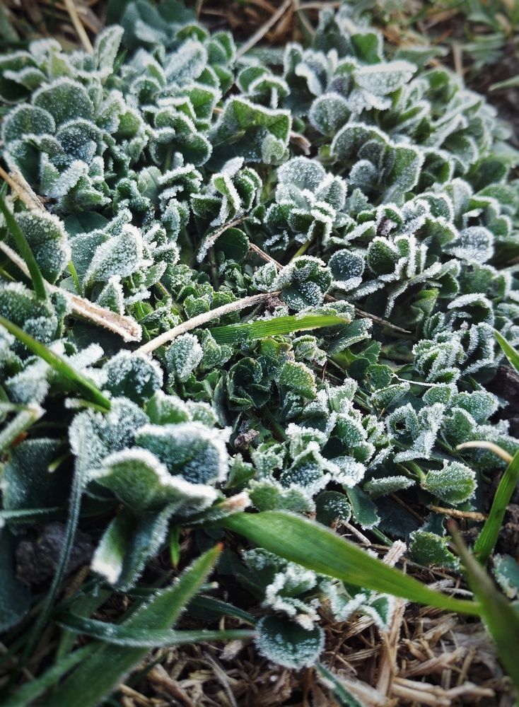Frozen