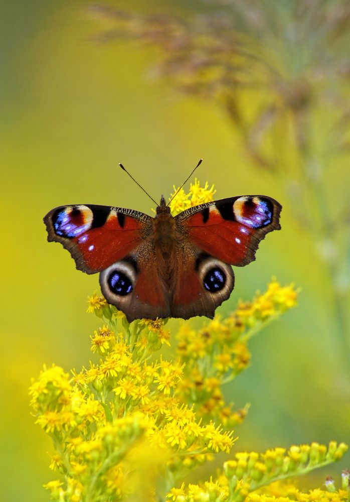 Павлиний глаз.