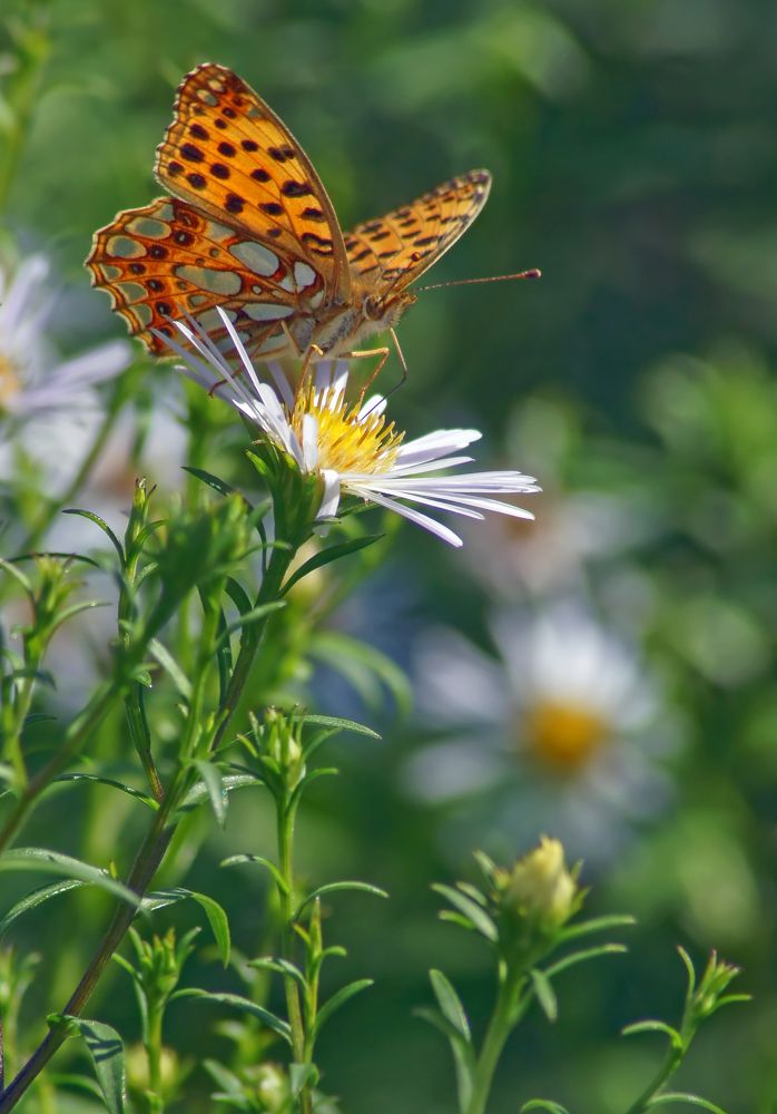 перламутровка