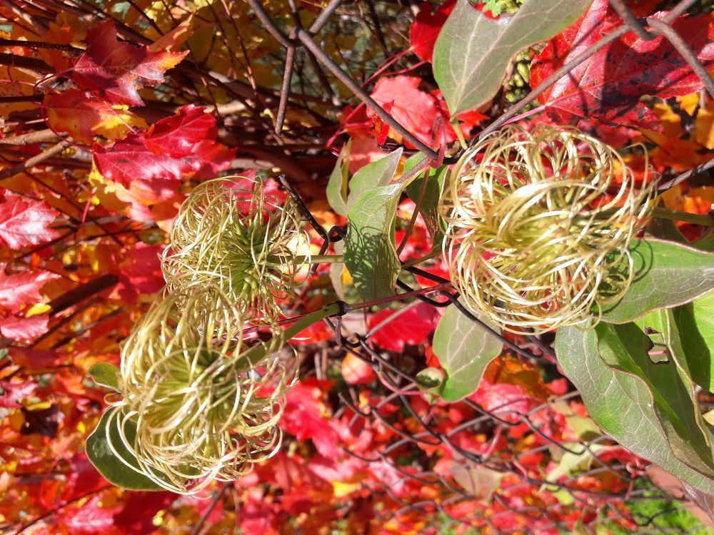 Осенняя причёска Клематиса. Стареть надо красиво...