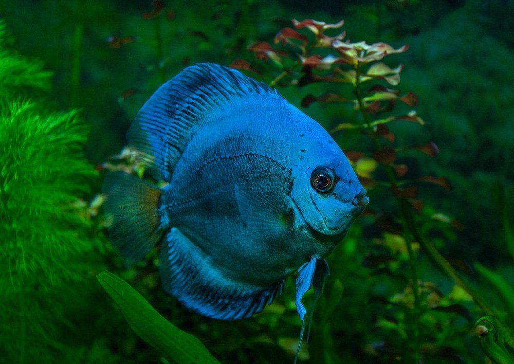 Photograph by Галина Нечипорук