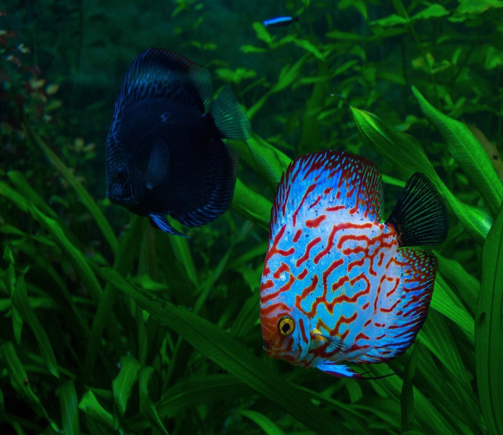 Photograph by Галина Нечипорук