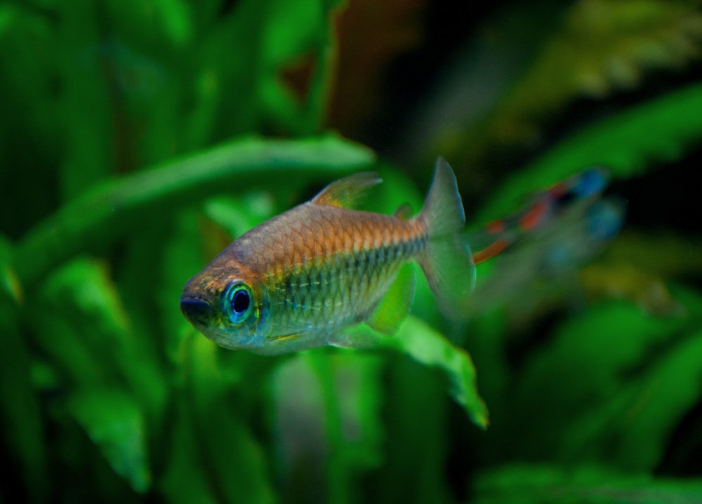 Photograph by Галина Нечипорук