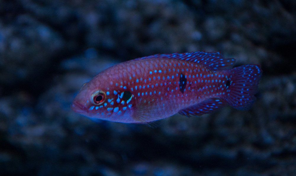 Photograph by Галина Нечипорук