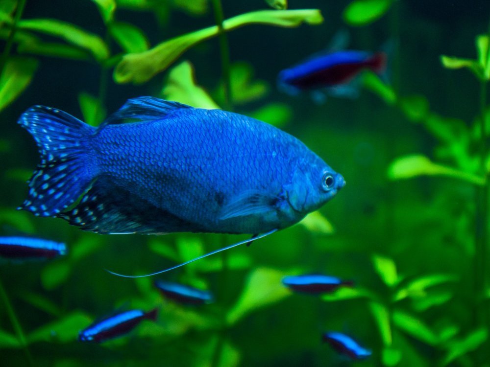 Photograph by Галина Нечипорук