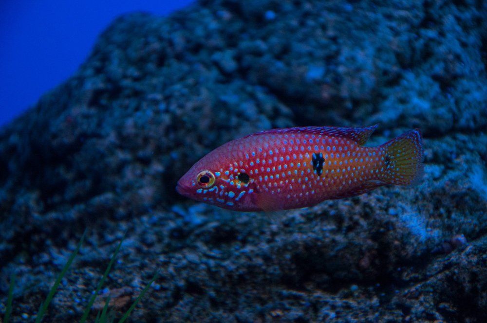 Photograph by Галина Нечипорук