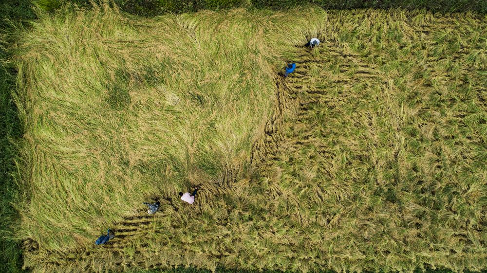 farmer